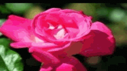 Yaar Bin Jee Nahi Lyrics - Kumar Sanu