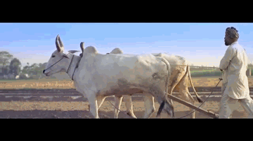 Zimewariya 
